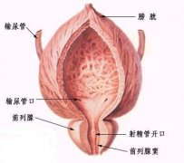 男性患上尿道炎的检查