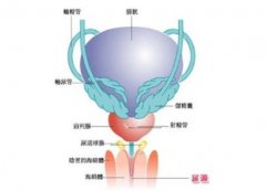 男性尿道炎可以预防吗