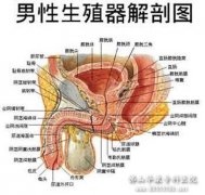 射精障碍做哪些检查