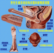 射精障碍会导致怎样的危害