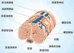 射精障碍的治疗