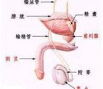 邢台治疗射精障碍的男科医院