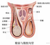 男性患上早泄怎么办