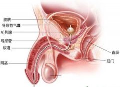 剖析睾丸炎的3种感染途径