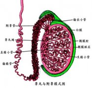 如何检查睾丸炎?