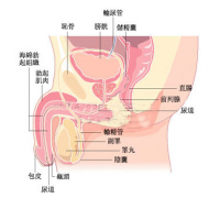 引起阳痿两大原因